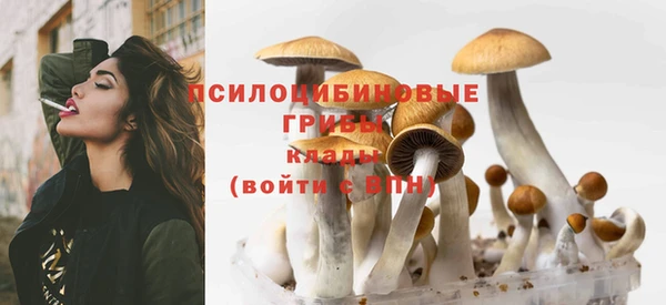 индика Бородино
